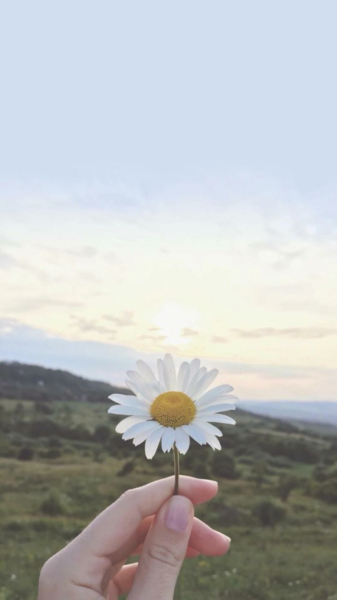 小清新简约手机壁纸