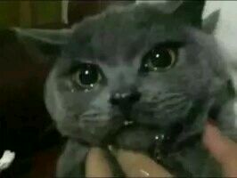 垃圾微信恶搞群聊杂图斗图表情包