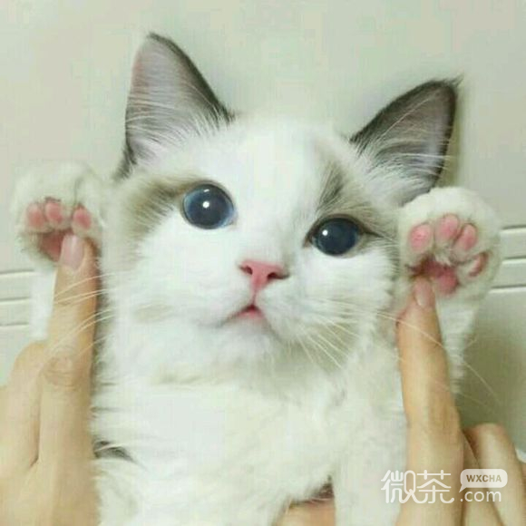 嫌弃微信恶搞斗图表情包