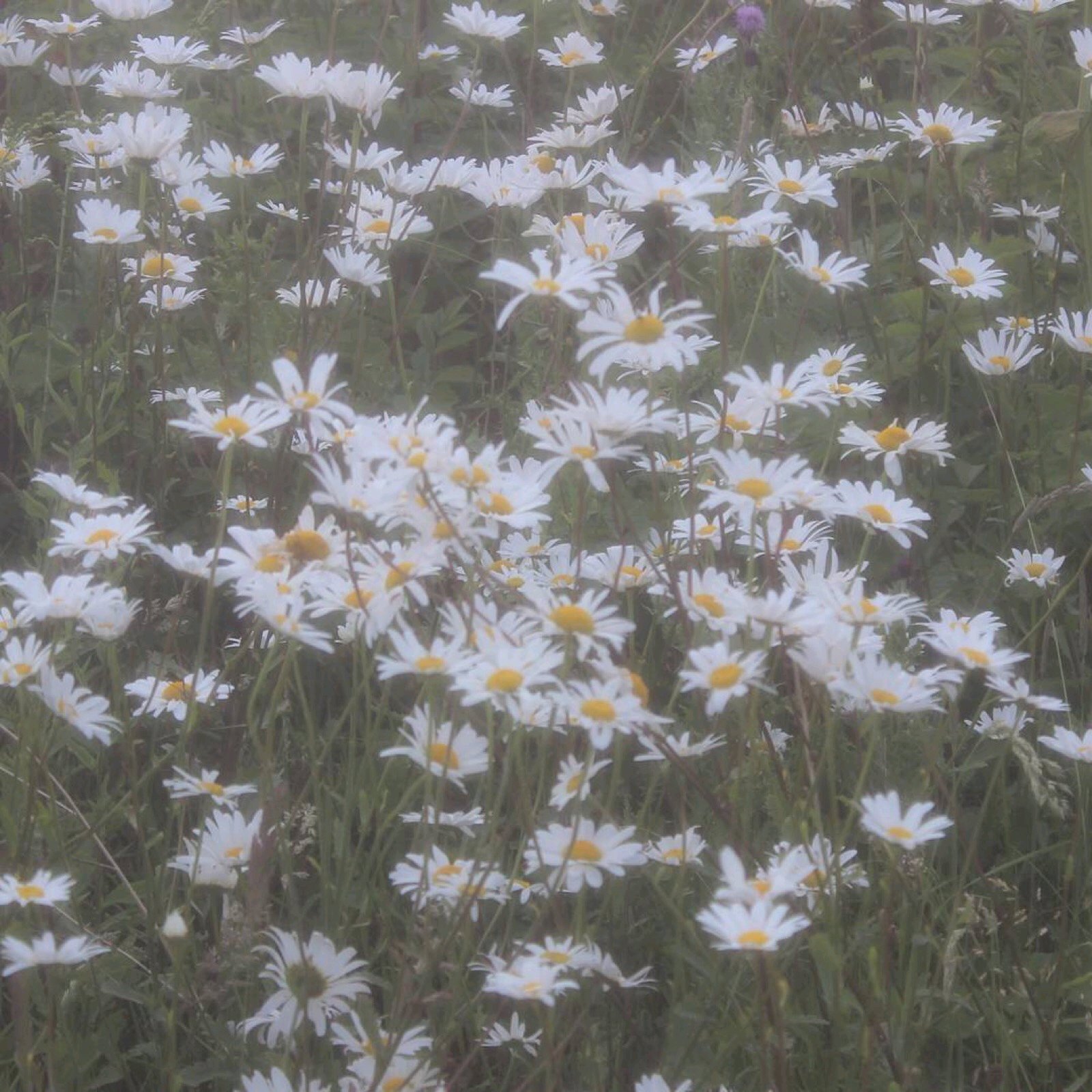 简洁少女心微信朋友圈配图