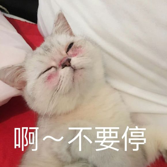 要你管微信恶搞斗图表情包