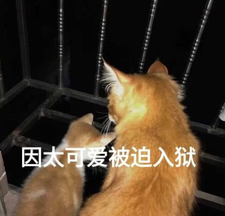 要你管微信恶搞斗图表情包