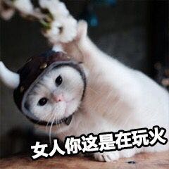 要你管微信恶搞斗图表情包