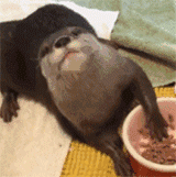 不要微信恶搞群聊杂图表情包