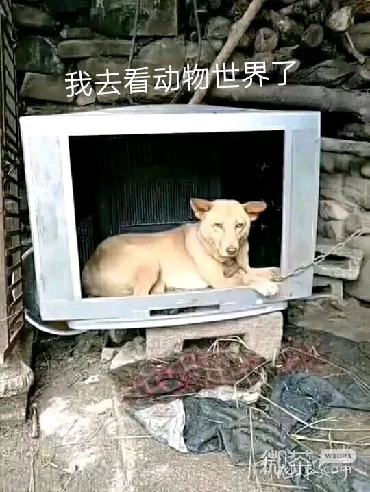 微信近期斗图恶搞表情包2019/8/15（二）
