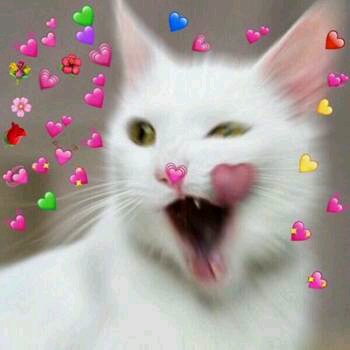 微信近期斗图恶搞表情包2019/8/15（二）