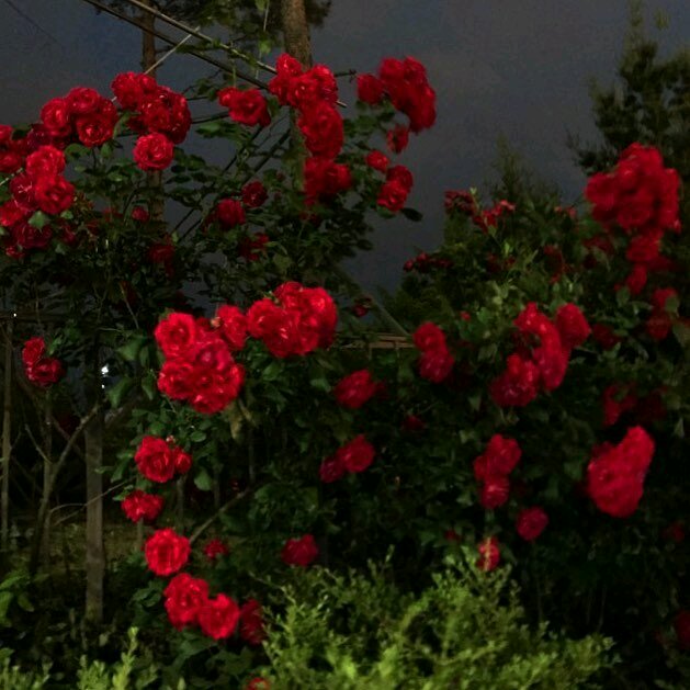 简洁清新风景静物微信朋友圈配图