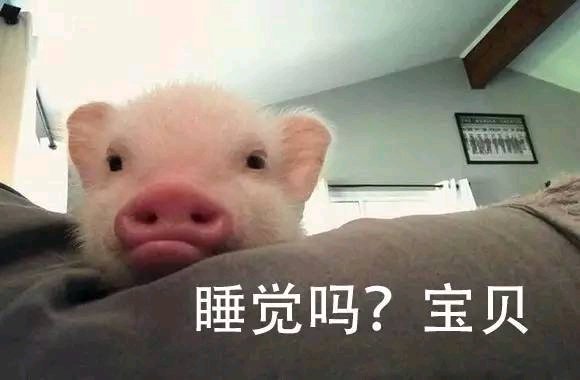 暗中观察恶搞群聊杂图表情包