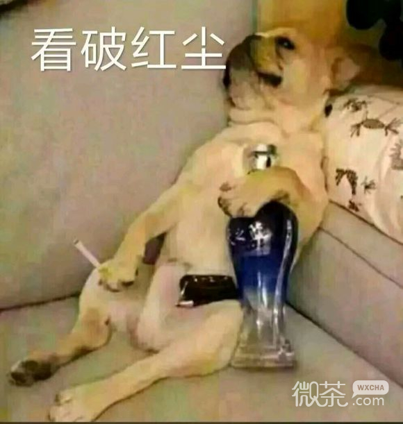 微信近期斗图恶搞表情包2019/8/15（二）