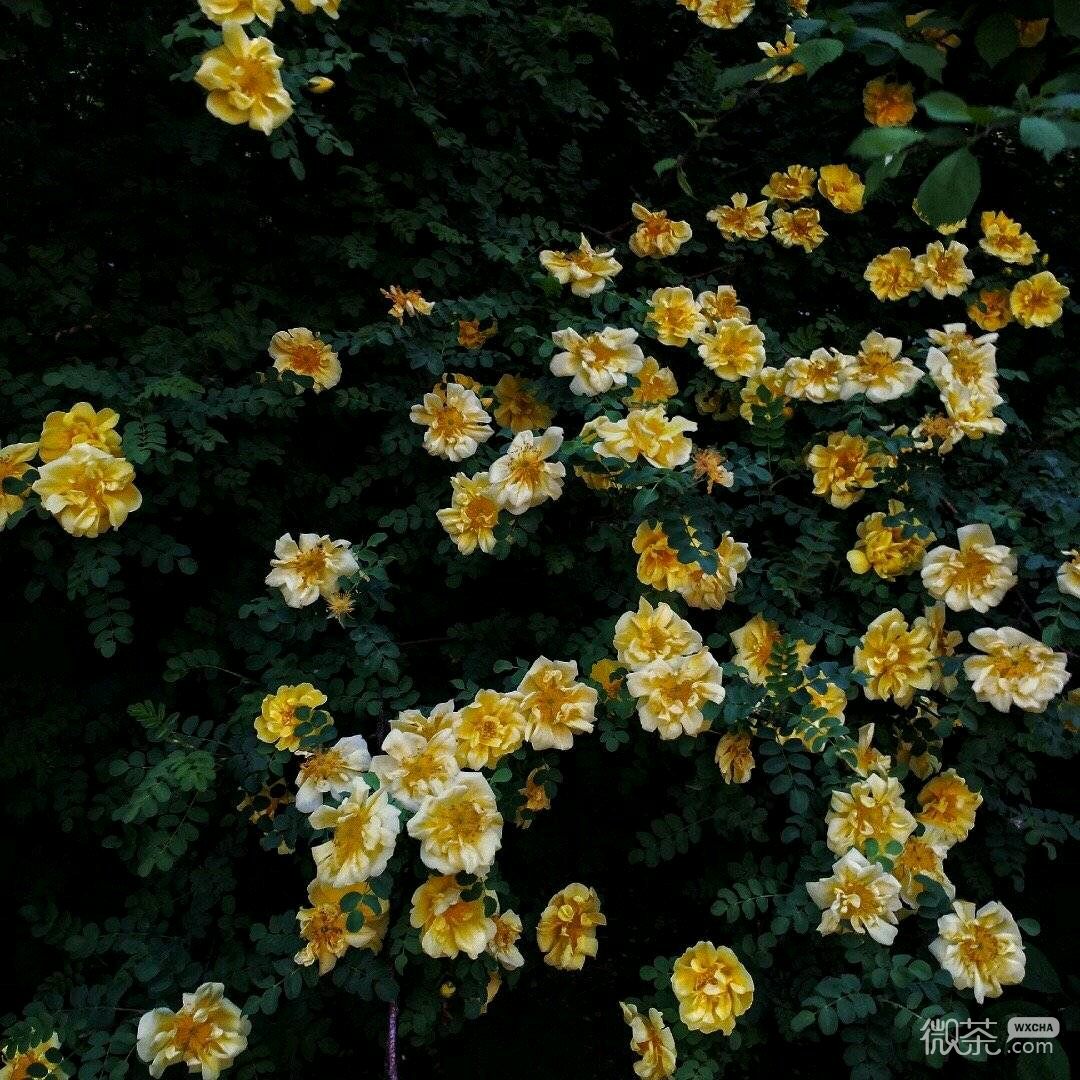微信唯美梦幻风景静物朋友圈配图
