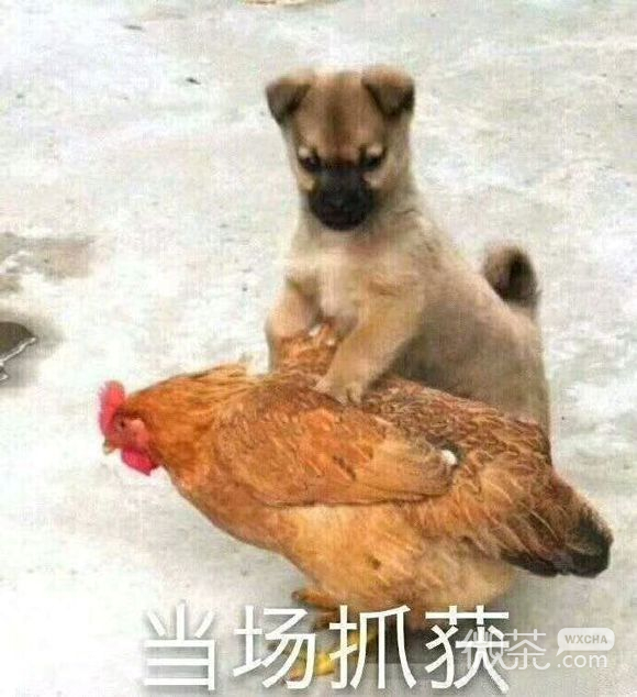 微信近期斗图恶搞表情包2019/8/15（二）