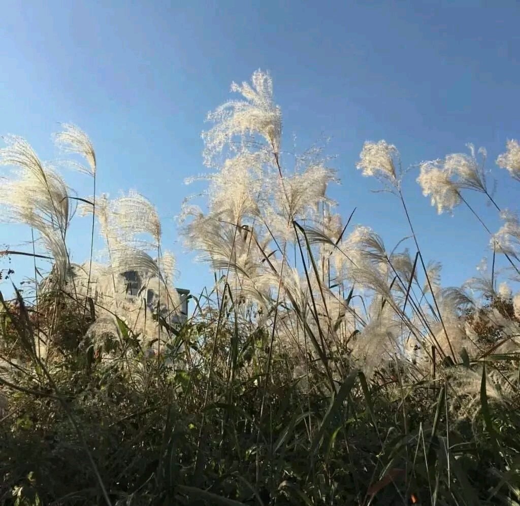 简洁清新风景静物微信朋友圈配图