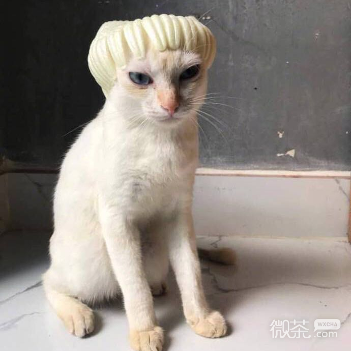 搞怪傻屌头像