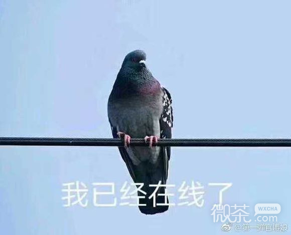 窥屏微信恶搞斗图群聊杂图表情包