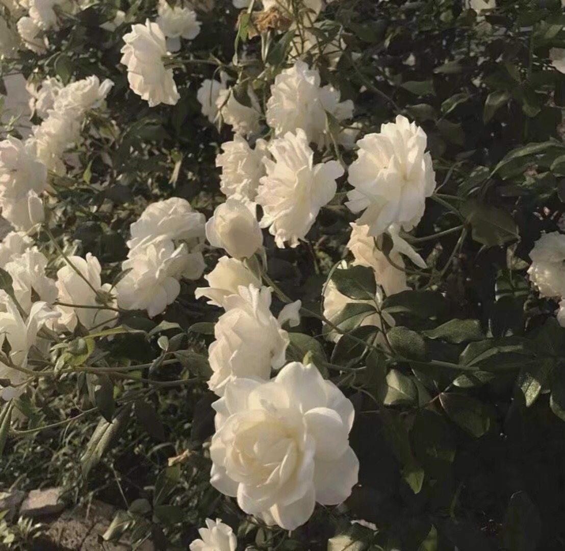 唯美小清新寂寞朋友圈配图