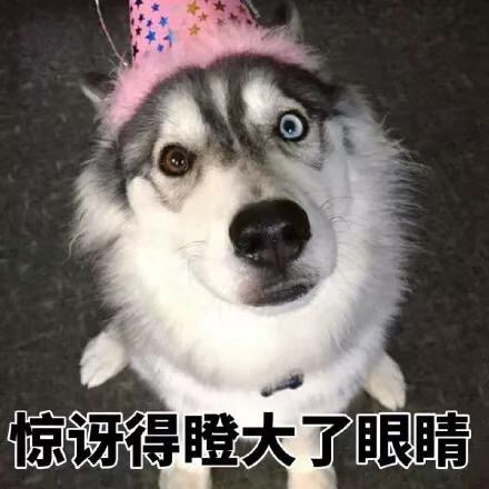 可爱萌萌哒的二哈系列微信表情包合集下载