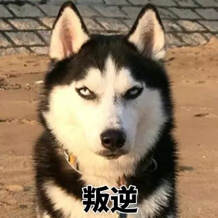 可爱萌萌哒的二哈系列微信表情包合集下载