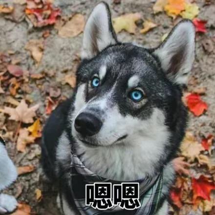 可爱萌萌哒的二哈系列微信表情包合集下载