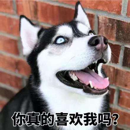 可爱萌萌哒的二哈系列微信表情包合集下载