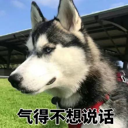 可爱萌萌哒的二哈系列微信表情包合集下载