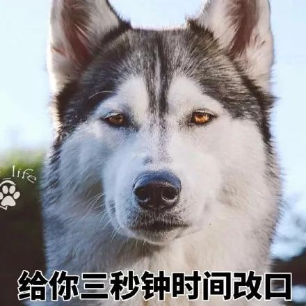 可爱萌萌哒的二哈系列微信表情包合集下载