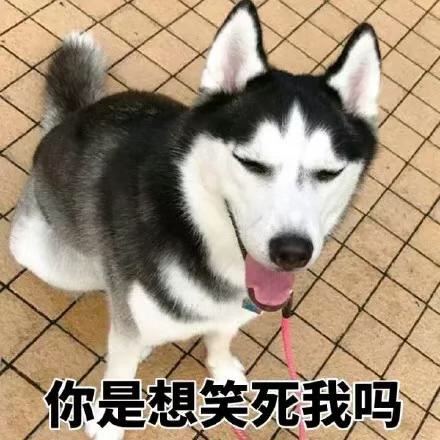 可爱萌萌哒的二哈系列微信表情包合集下载