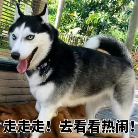 可爱萌萌哒的二哈系列微信表情包合集下载