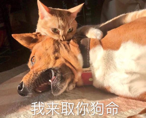 微信恶搞斗图吃惊表情包