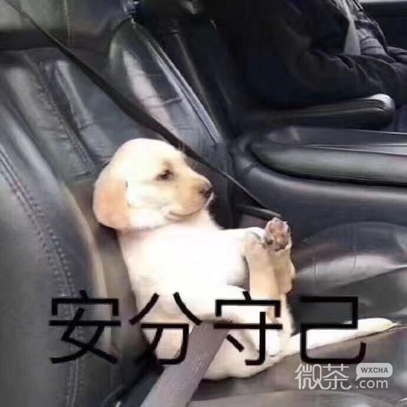 安分守己微信恶搞斗图表情包