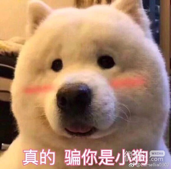 翻脸微信表情包
