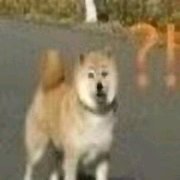 微信恶搞斗图吃惊表情包