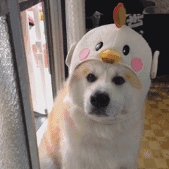 微信近期斗图恶搞表情包2019/8/23