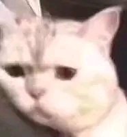 微信近期斗图恶搞表情包2019/8/26