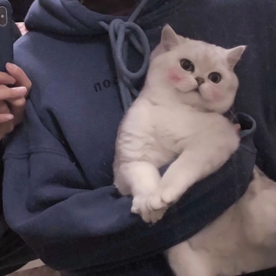 潮男与猫系列微信时尚头像合集下载