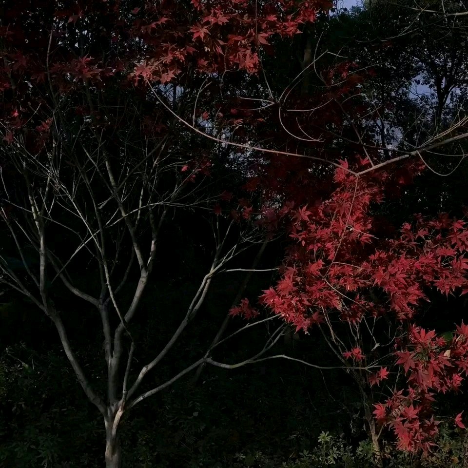 微信清新森系文艺朋友圈配图