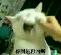 绝望微信恶搞傻屌表情包