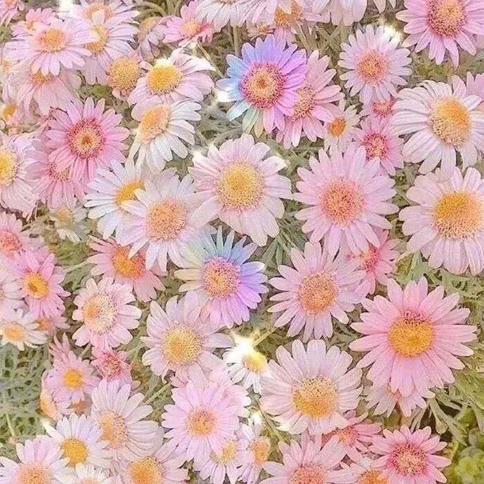 微信清新森系文艺朋友圈配图