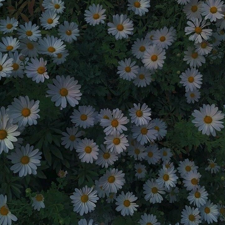 微信清新森系文艺朋友圈配图