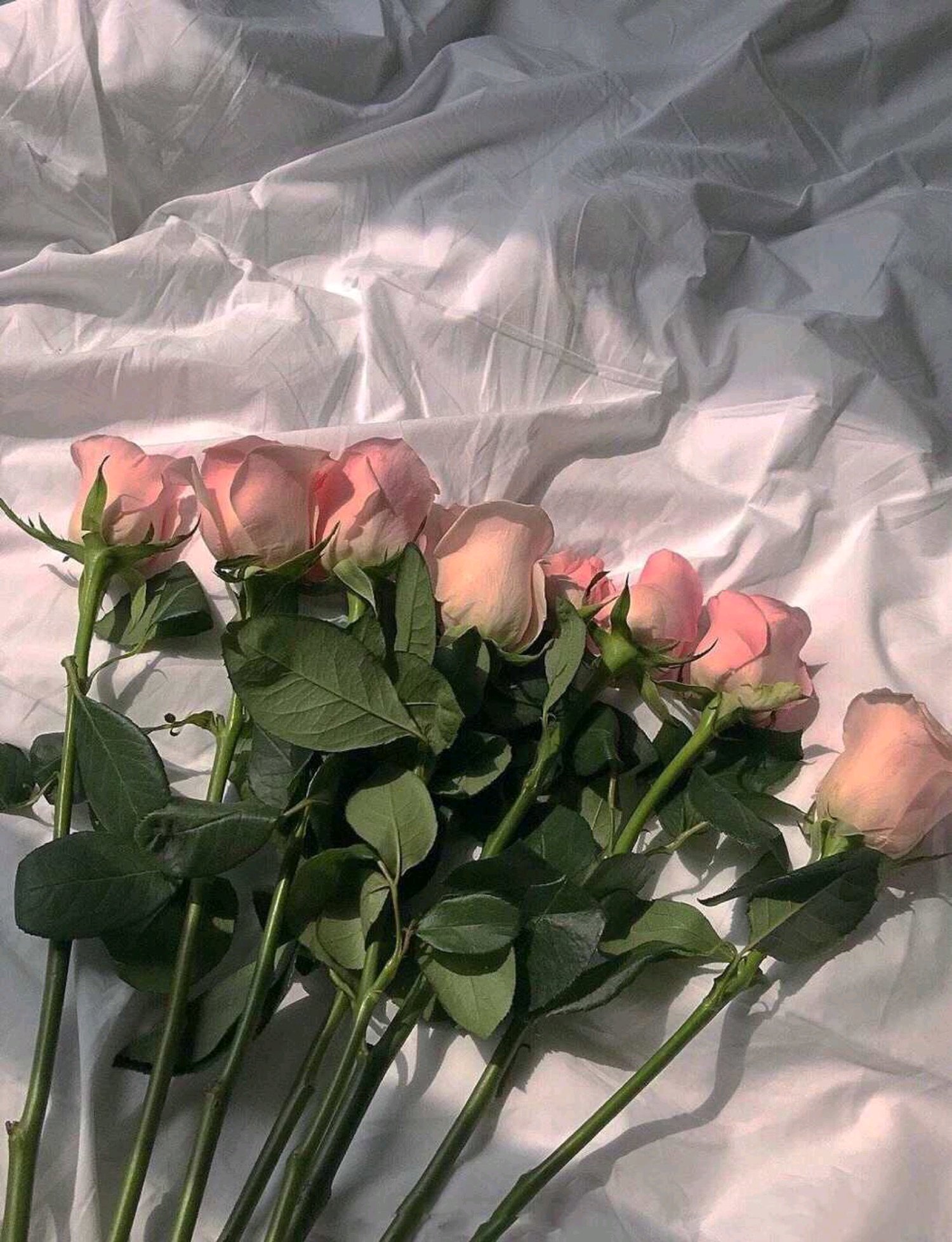 微信清新森系文艺朋友圈配图