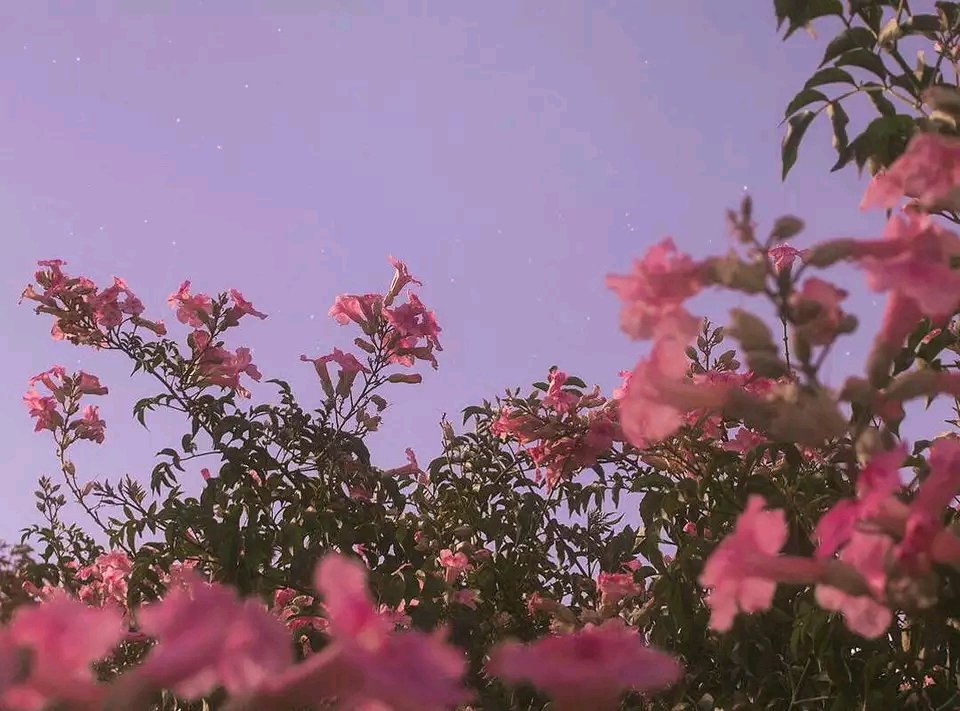 微信清新森系文艺朋友圈配图