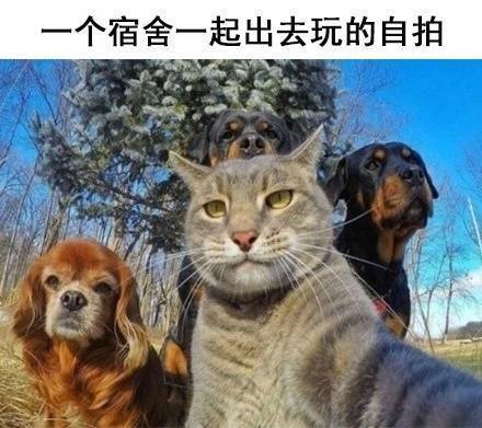 学校住宿日常系列微信萌宠表情包下载