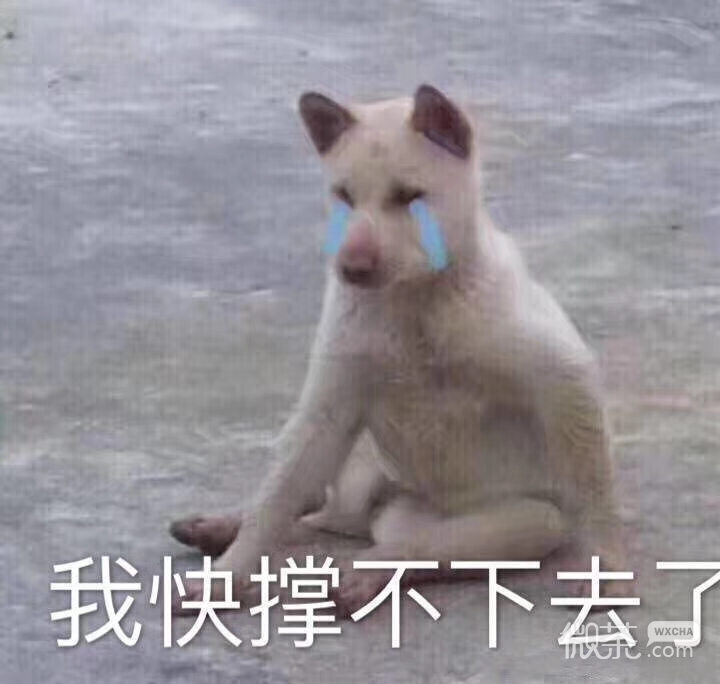 微信近期斗图恶搞表情包2019/8/30