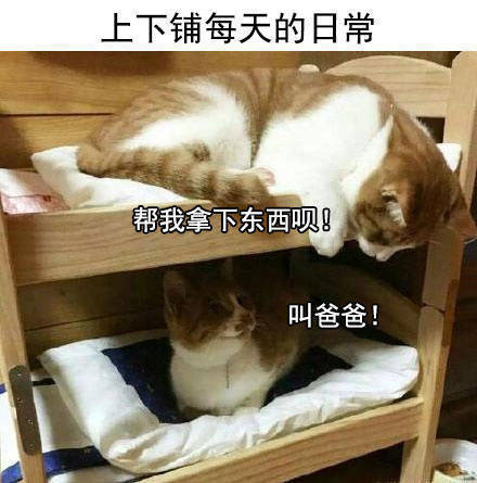 学校住宿日常系列微信萌宠表情包下载