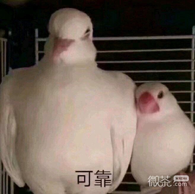 good微信恶搞群聊杂图表情包