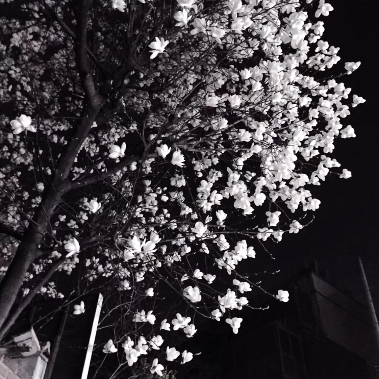 清新森系文艺朋友圈配图