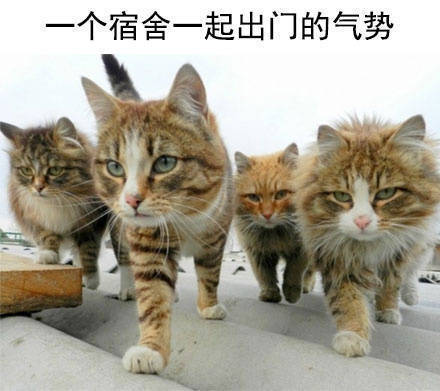 学校住宿日常系列微信萌宠表情包下载