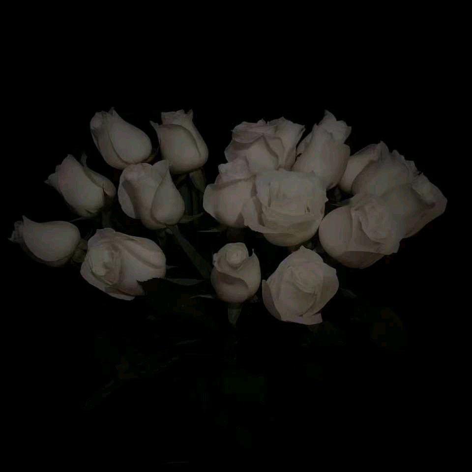 清新森系文艺朋友圈配图