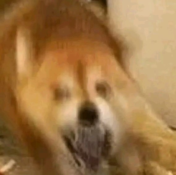 真的吗微信恶搞群聊杂图表情包