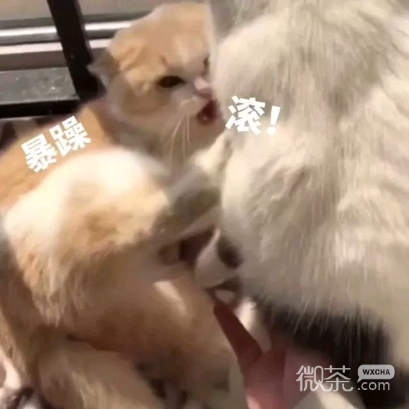 真的吗微信恶搞群聊杂图表情包