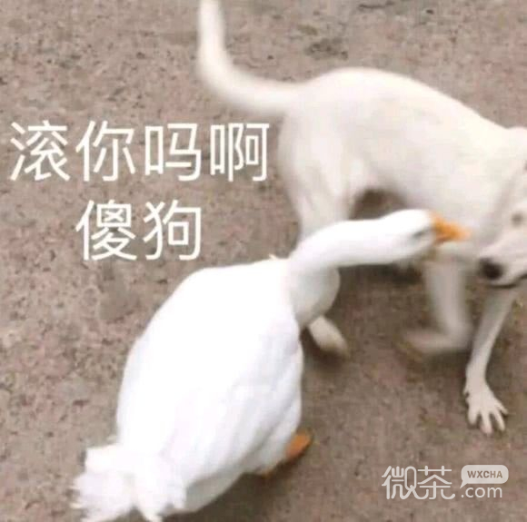 微信近期斗图恶搞表情包2019/9/2